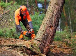 Professional Tree Services in Hampton, IA